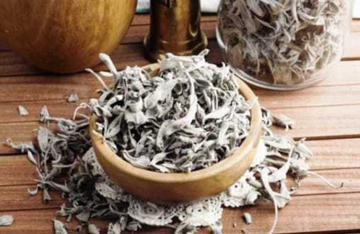 Picture of مرامية 