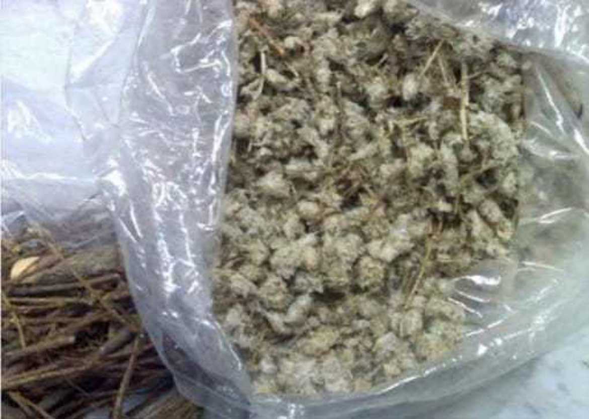 Picture of رجل الاسد 