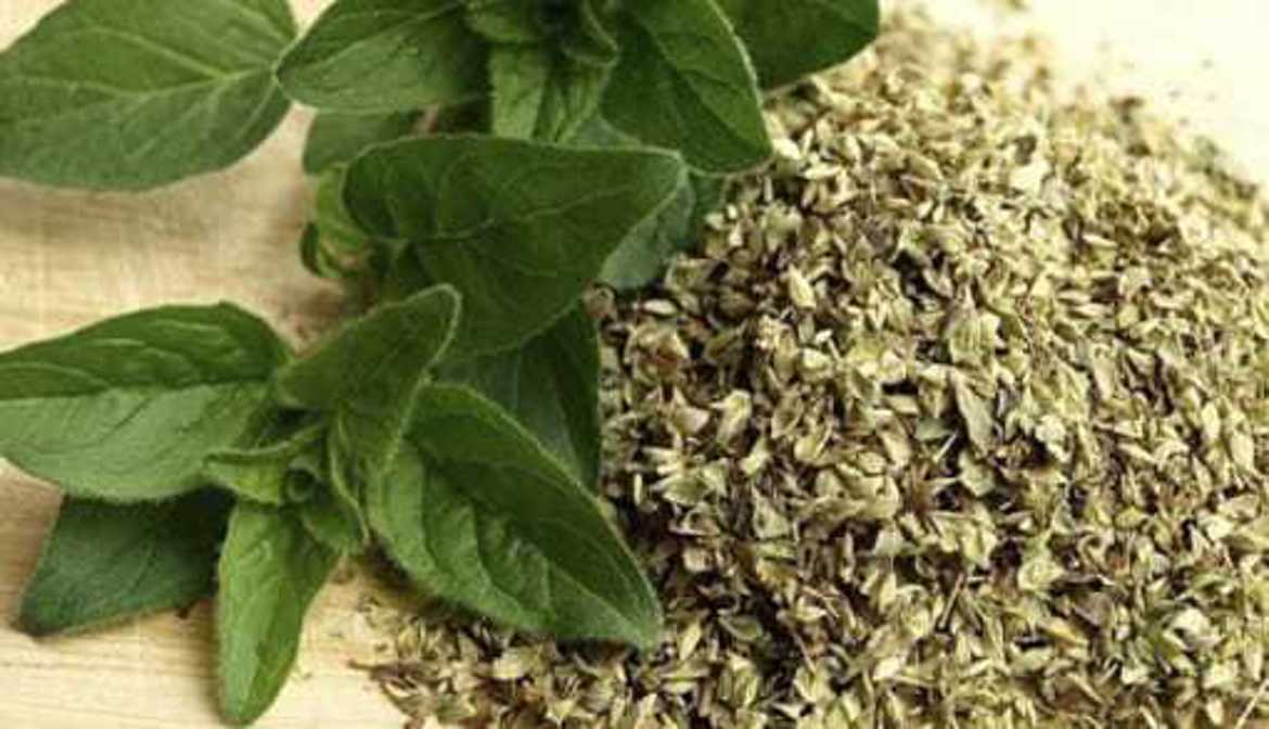 Picture of نعنان 